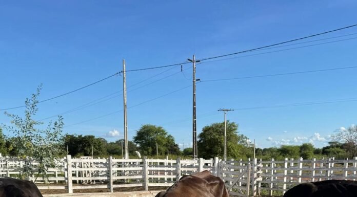 Buscando evitar acidentes, Prefeitura de Araripina segue recomendação do Ministério Público e inicia recolhimento de gado solto na rua