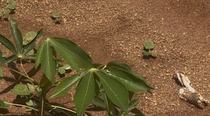 Projeto Rainhas da Mandioca