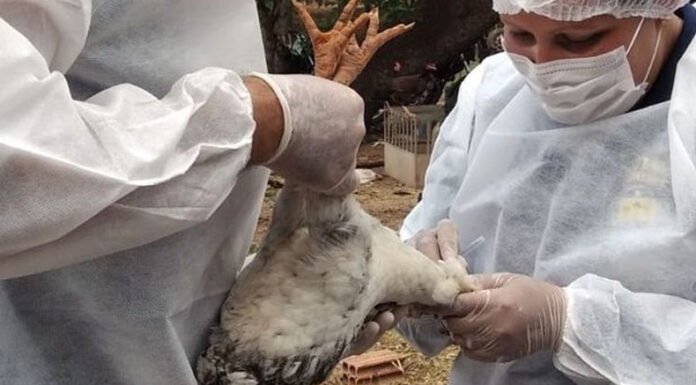 Gripe aviária: Brasil confirma dois focos e investiga seis casos