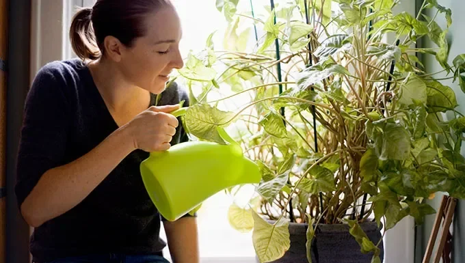 Como Cuidar de Plantas Domésticas