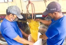 Municípios do CISAPE conquistam balcão da CONAB, milho a preço simbólico para pecuarista