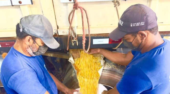 Municípios do CISAPE conquistam balcão da CONAB, milho a preço simbólico para pecuarista