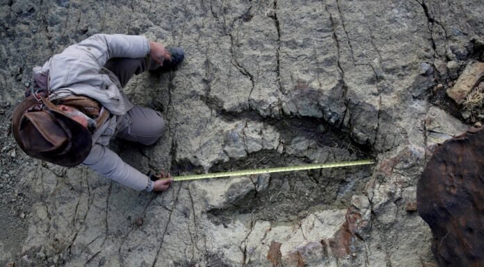 Avanços em IA Facilitam Identificação de Pegadas de Dinossauros