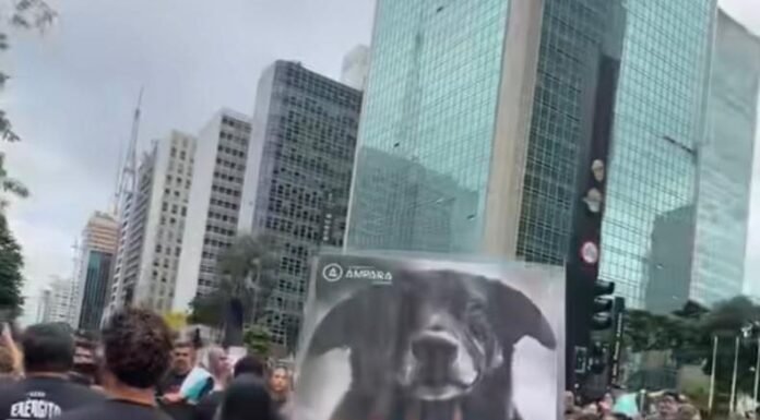 Indignação Nacional: Assassinatos de Cães pelo Brasil e os Casos de Orelha, Caramelo e Abacate