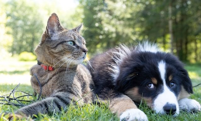 Nova Lei em SP Permite Enterro de Animais de Estimação em Jazigos Familiares