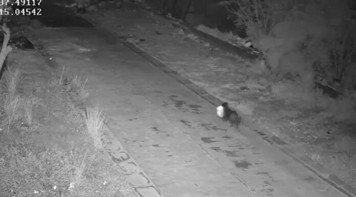 Homem é multado na Itália por treinar cachorro para transportar lixo