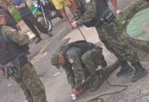 Jacaré Aparece em Rua de Belém Após Tempestade e Mobiliza Polícia Ambiental