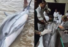 Golfinho-listrado encontrado morto pela primeira vez em Mosqueiro, Pará