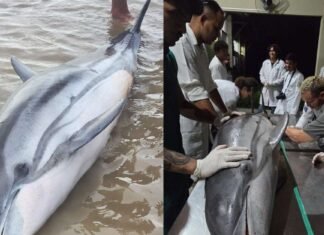Golfinho-listrado encontrado morto pela primeira vez em Mosqueiro, Pará