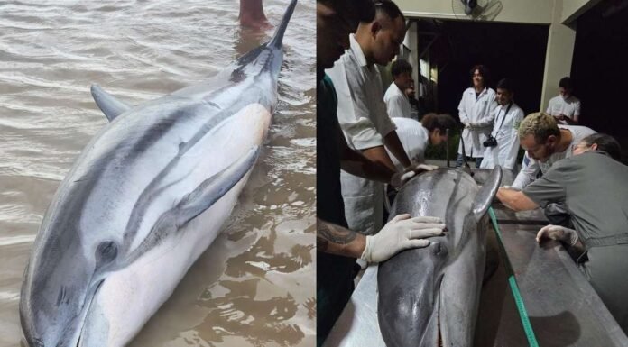 Golfinho-listrado encontrado morto pela primeira vez em Mosqueiro, Pará