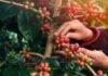 Projeção da Conab Indica Recorde na Safra de Café em 2026 com Aumento de 17,1%
