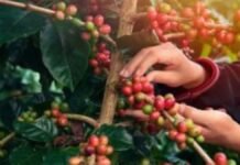 Projeção da Conab Indica Recorde na Safra de Café em 2026 com Aumento de 17,1%