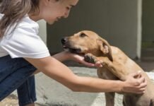 Camaragibe Lança Mutirão de Castração para Cães e Gatos com Vagas Aumentadas