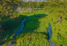 Jardins Filtrantes no Recife: Três Anos de Sucesso na Redução da Poluição