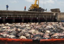 Greve da JBS nos EUA: Implicações e Potenciais Impactos nos Preços do Gado