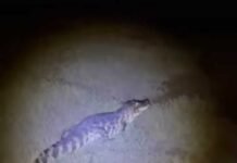 Jacarés Surpreendem Moradores Próximos ao Distrito Industrial de Petrolina