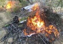 Polícia Militar da Bahia Desmantela Grande Plantação de Maconha em Abaré