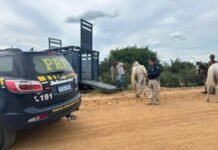 PRF Intensifica Ações para Retirada de Animais Soltos na BR-407