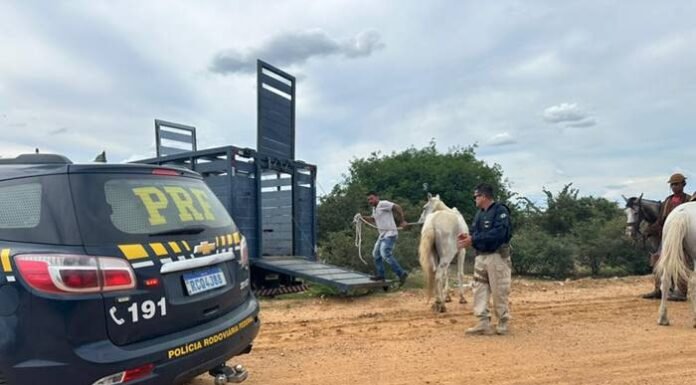 PRF Intensifica Ações para Retirada de Animais Soltos na BR-407