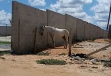 Cavalo em Situação de Maus-Tratos é Resgatado em Petrolina