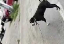 Maus-tratos a animais: Homem é flagrado arrastando cachorro amarrado a motocicleta em Petrolina