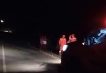 Tragédia na PE-460: Acidente com Animal Resulta em Morte