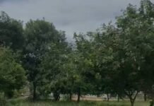 Área de Lazer no Cajueiro: Lixo e Vegetação Incontrolável Prejudicam a Comunidade