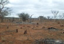 Bahia Avança na Luta Contra a Desertificação com Novo Plano de Ação