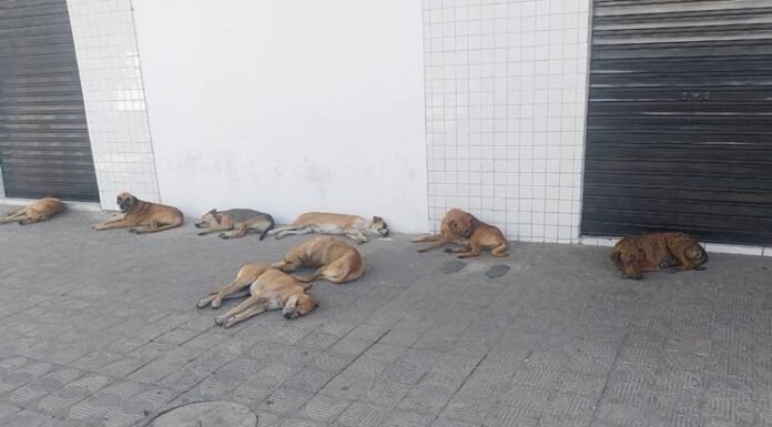 MPPE estabelece prazos para políticas de bem-estar animal em Petrolina e Paulista