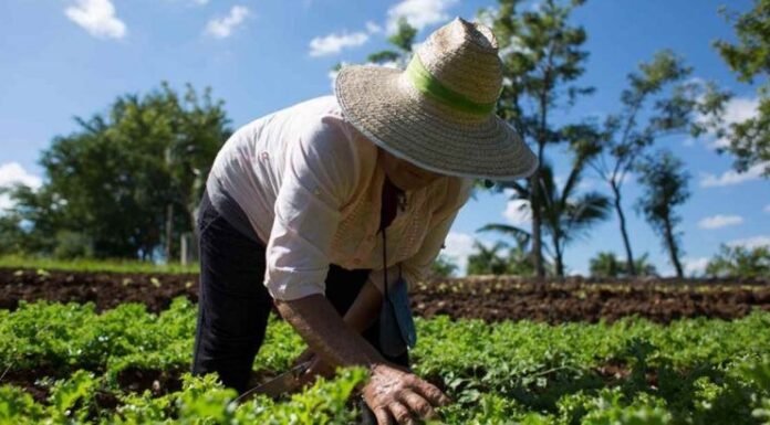 Ouricuri Recebe Liberação do Garantia-Safra 2024/2025 e Impulsiona Economia Local