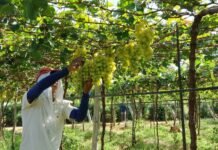 Facape realiza palestra gratuita sobre gestão do agronegócio no Vale do São Francisco