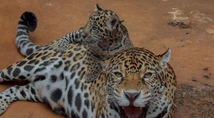 Nascimento de Filhote de Onça-Pintada no BioParque: Um Marco na Conservação da Biodiversidade