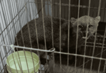 Detenção de Homem com Anfetaminas e Animal Silvestre em Juazeiro: Entenda o Caso