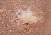 Moradores de Petrolina Enfrentam Problemas com Vazamentos de Água Potável