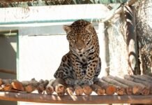 Onça-pintada Resgatada em Roraima Passa por Reabilitação em Goiás para Retorno à Natureza