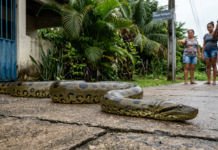Encontro Inusitado: Sucuri Gigante Aparece em Barcarena e Mobiliza Bombeiros