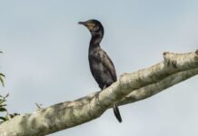 Lançamento do Atlas de Rotas Migratórias de Aves na COP15: Uma Ferramenta Essencial para a Conservação