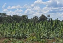 Ação Policial Erradica Grande Plantação de Maconha na Bahia