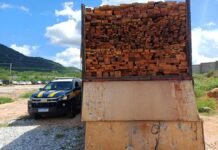 PRF Intensifica Combate à Madeira Ilegal no Sertão de Pernambuco