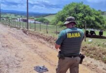 Ibama Intensifica Combate ao Desmatamento na Caatinga com Multas e Embargos