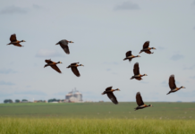 A importância da verdade na era das fake news tanto, a defesa da verdade o compromisso moral de fazer corresponder o que se pe