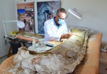 Pesquisador da Univasf descobre nova espécie de dinossauro no Brasil Pesquisador da Univasf descobre nova espécie de dinossauro no Brasil