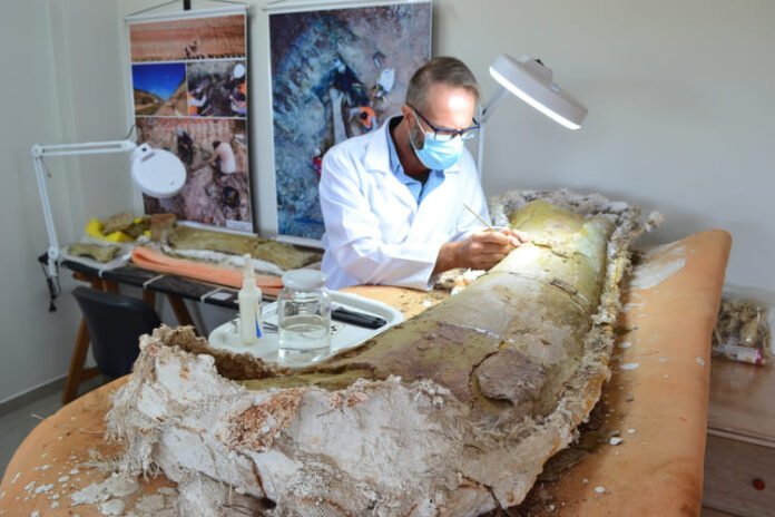 Pesquisador da Univasf descobre nova espécie de dinossauro no Brasil