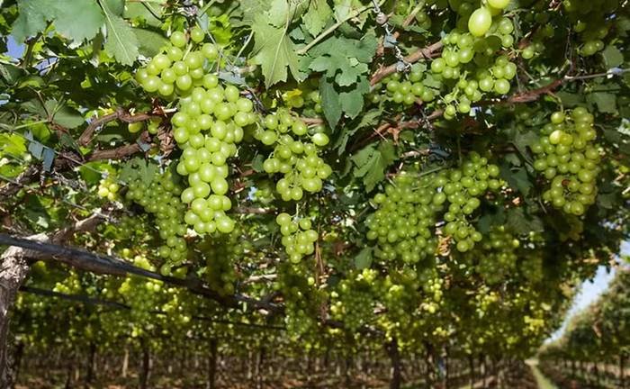 Crise no beneficiamento de uvas ameaça economia do Vale do São Francisco