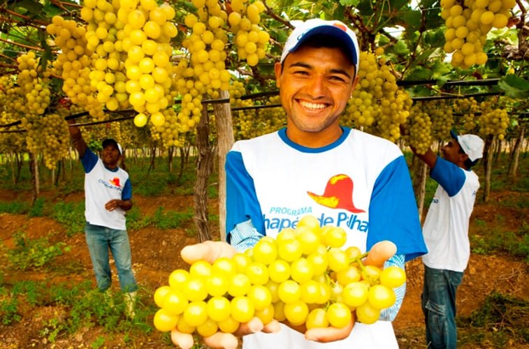 Governo de Pernambuco inicia pagamento do Chapéu de Palha para fruticultores