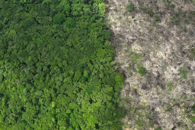 Desmatamento pode transformar Amazônia em savana, alertam cientistas