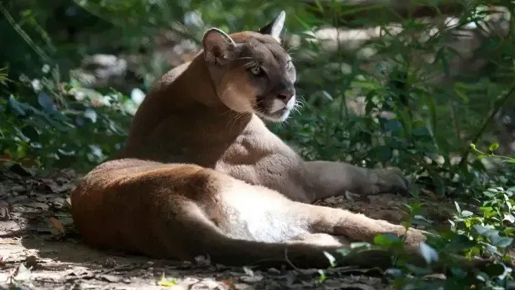 Criança atacada por onça-parda em Goiás passa por cirurgia e segue sem alta
