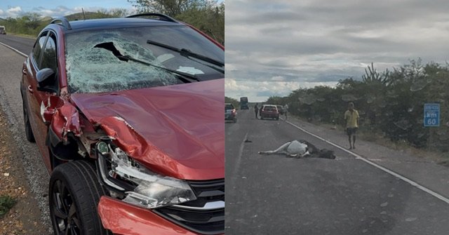 Colisão com animal na Br-428 destaca perigo nas estradas do Sertão