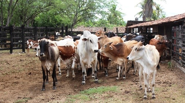 Produtores pernambucanos têm última semana para atualizar cadastro de rebanhos