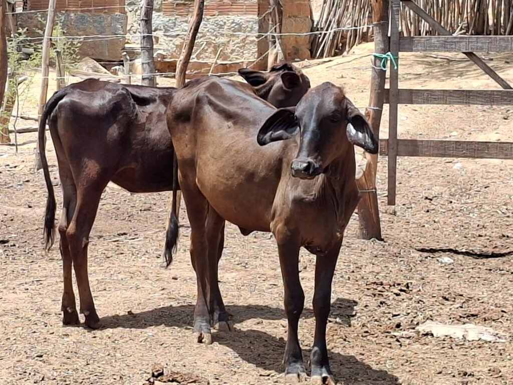 UE suspende importação de carnes brasileiras e impacta setor agropecuário